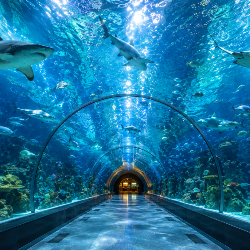 Dubai Aquarium & Underwater Zoo